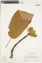 Sterculia villifera image