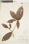 Sterculia killipiana image