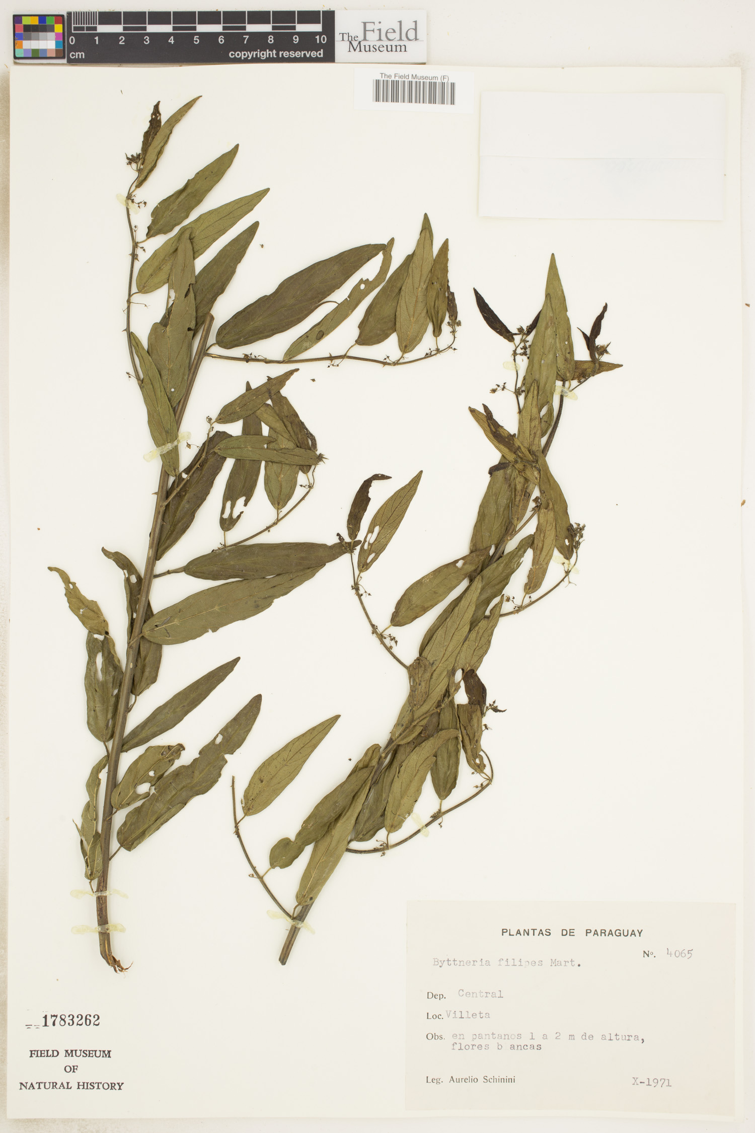 Byttneria filipes image
