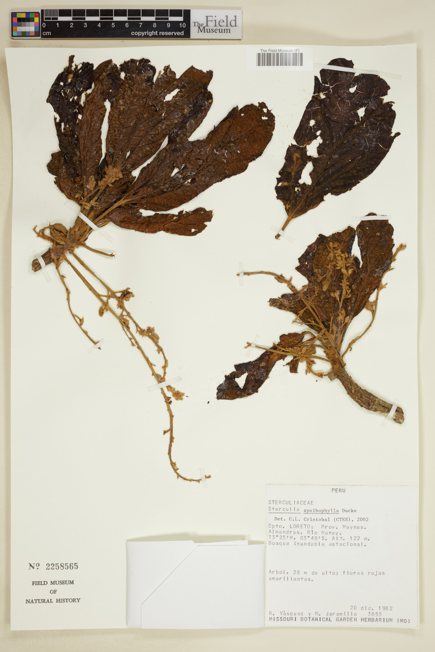 Sterculia apeibophylla image