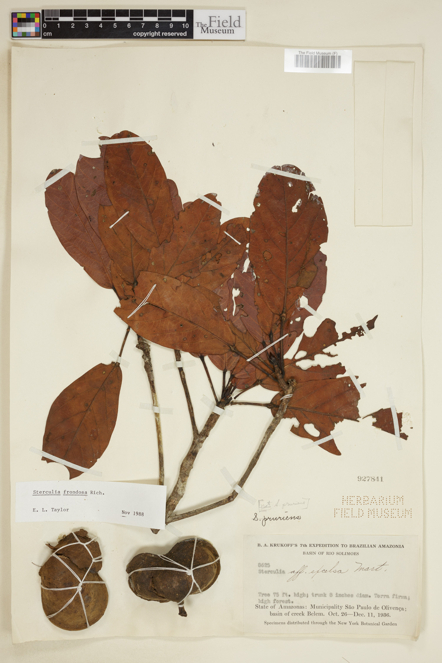 Sterculia frondosa image