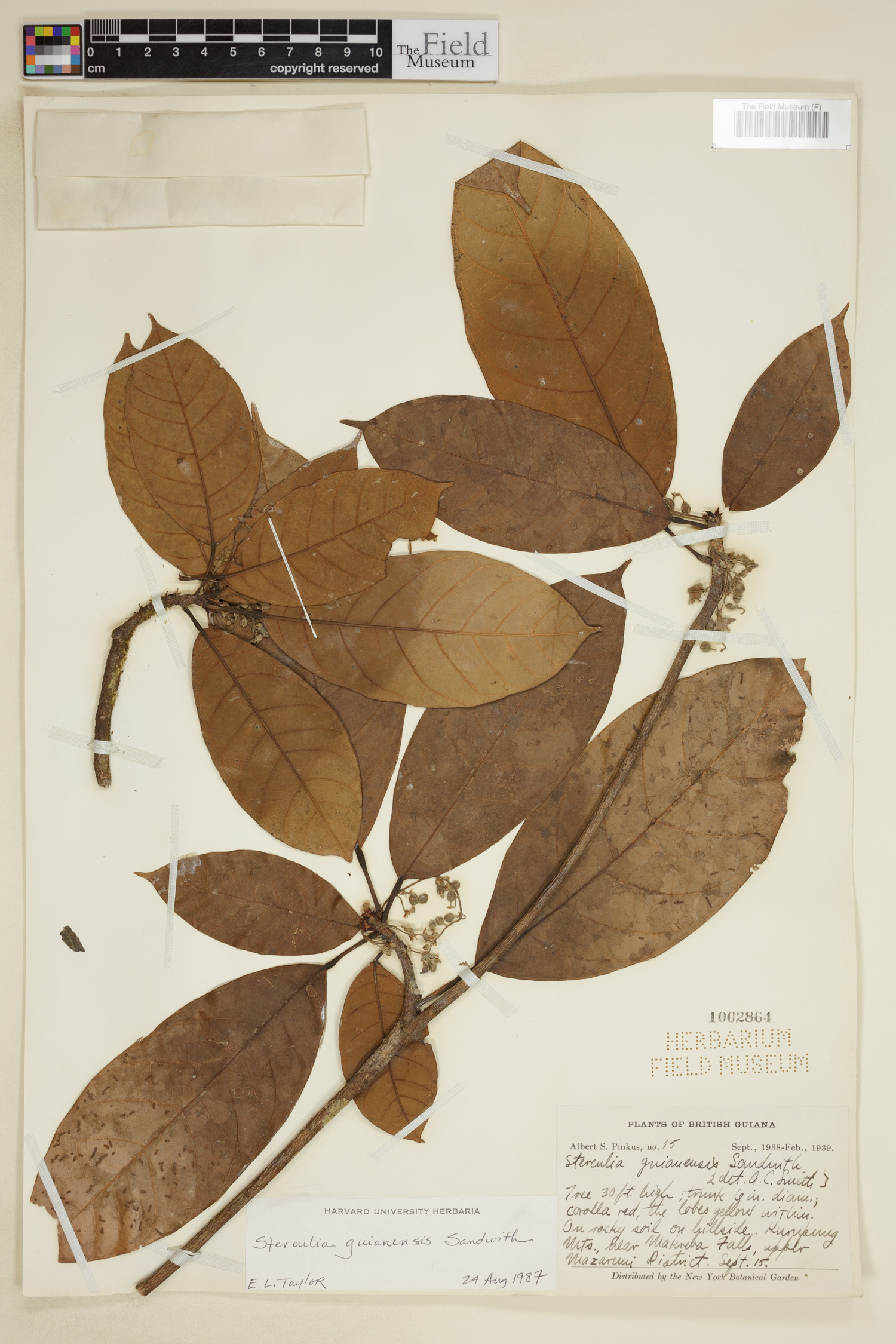 Sterculia guianensis image