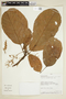 Sterculia killipiana image