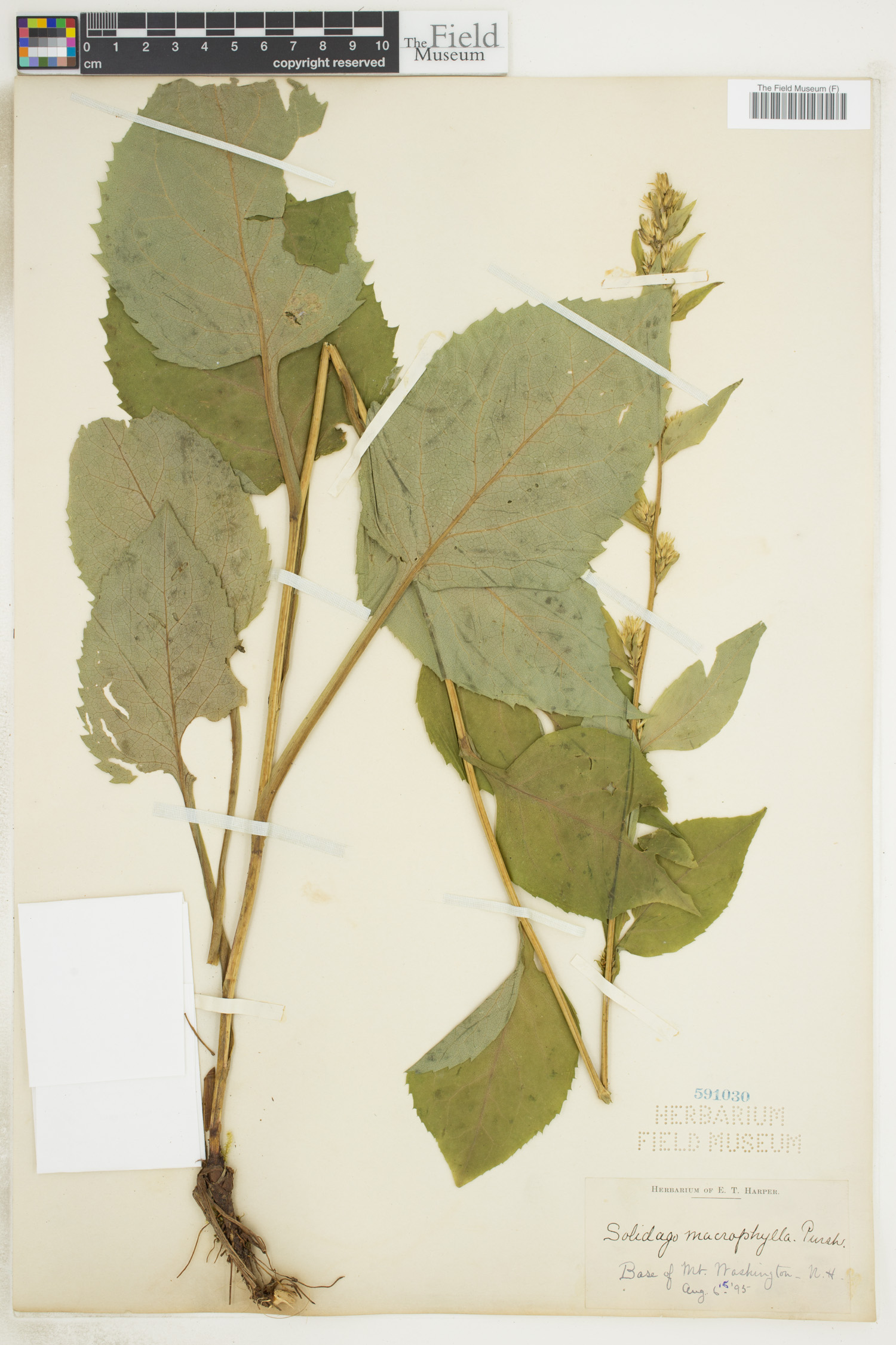 Solidago macrophylla image