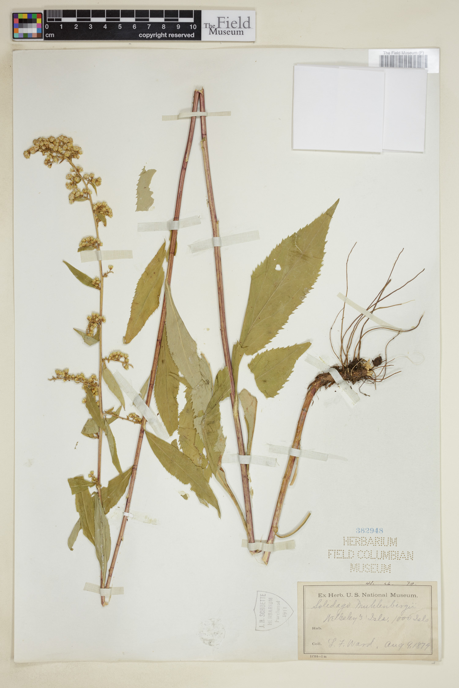 Solidago muhlenbergii image