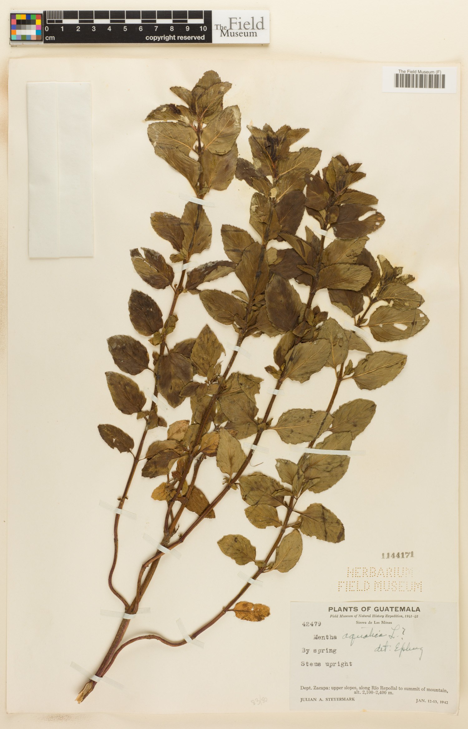 Mentha aquatica image