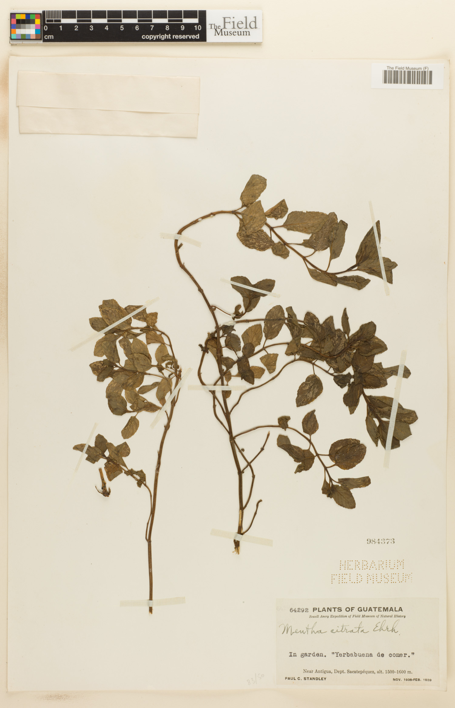Mentha citrata image
