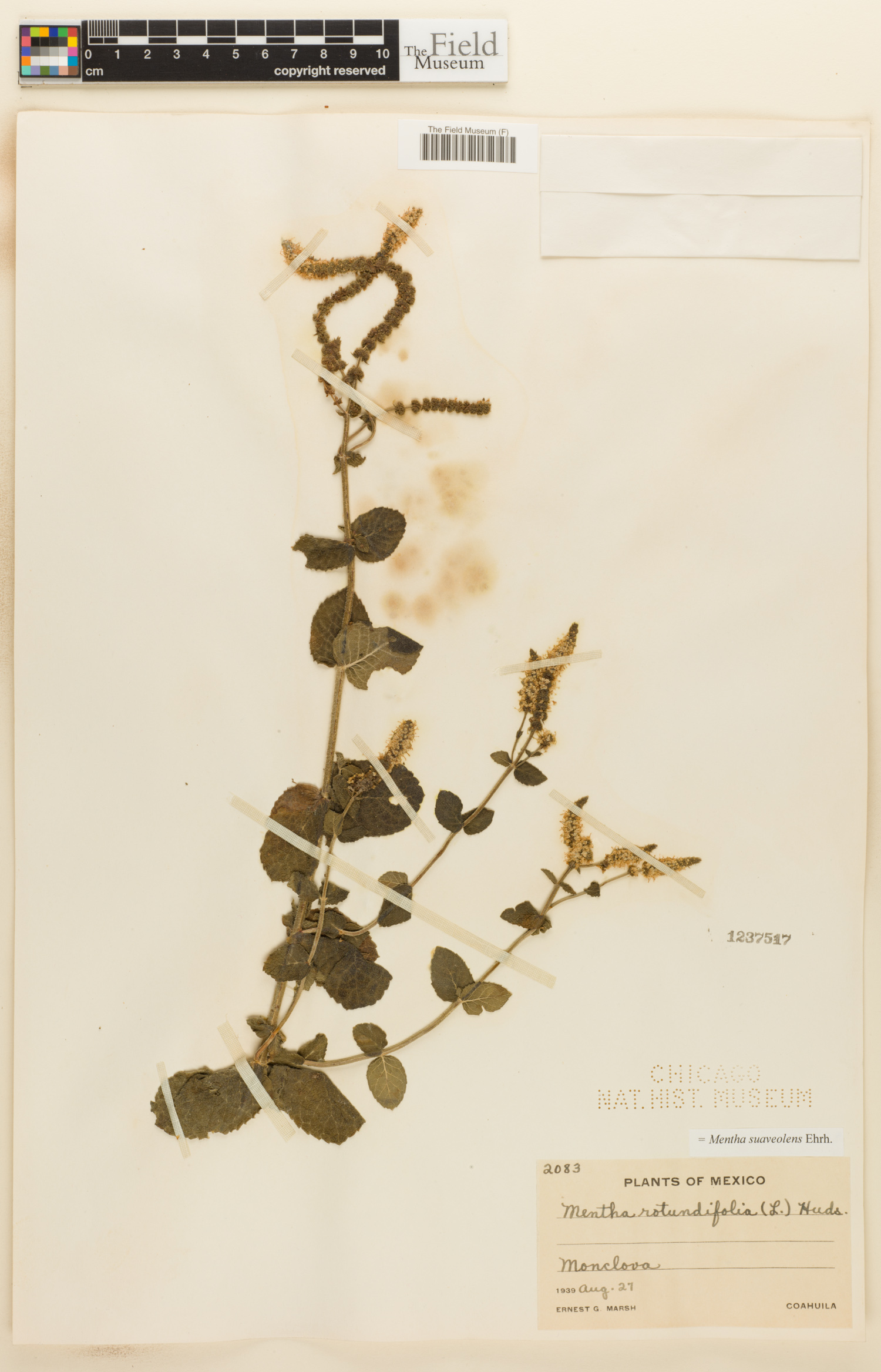 Mentha suaveolens image