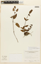 Prunella vulgaris image