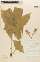 Zygia coccinea var. macrophylla image