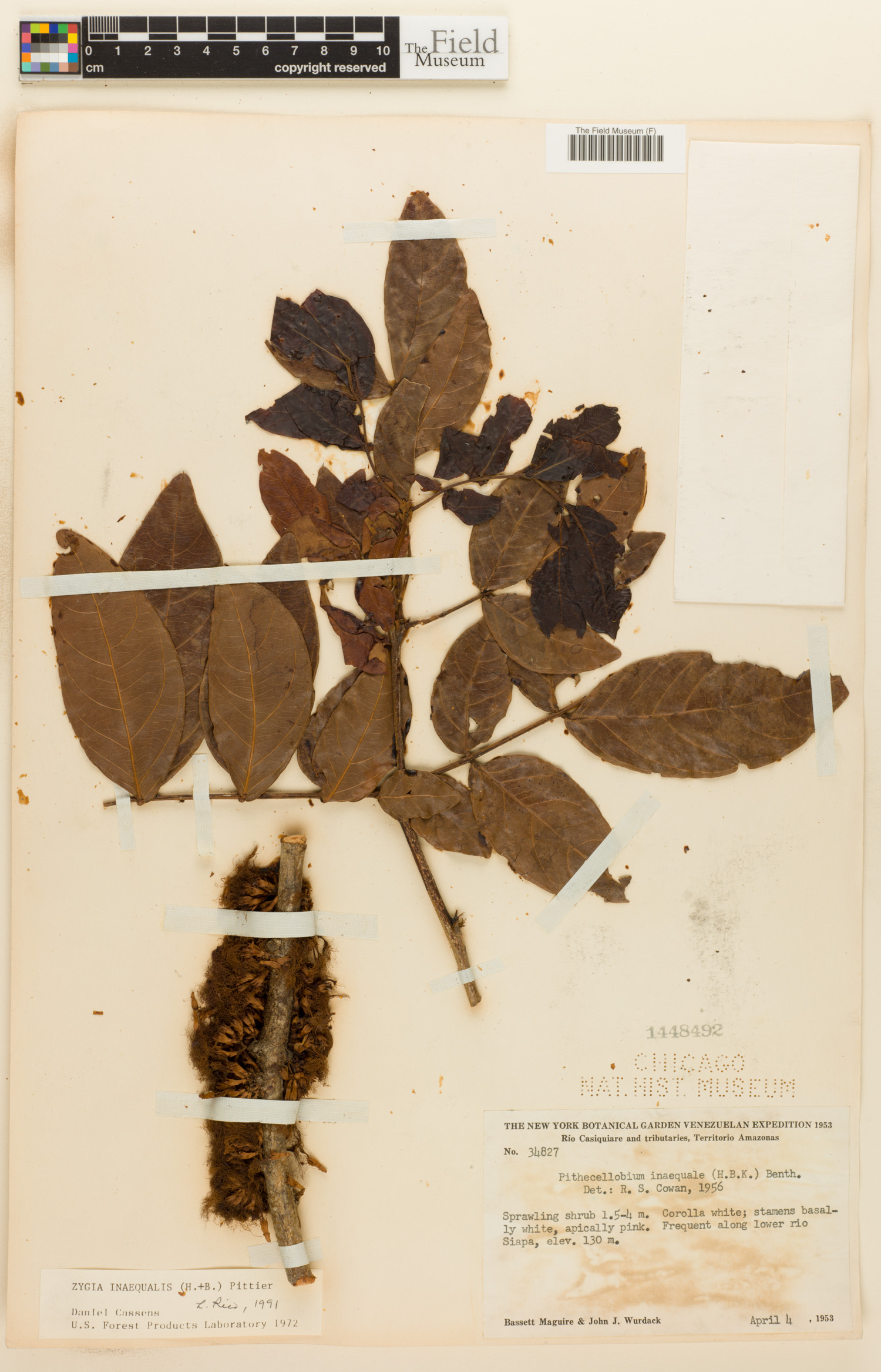 Zygia inaequalis image
