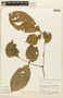 Zygia macrophylla image