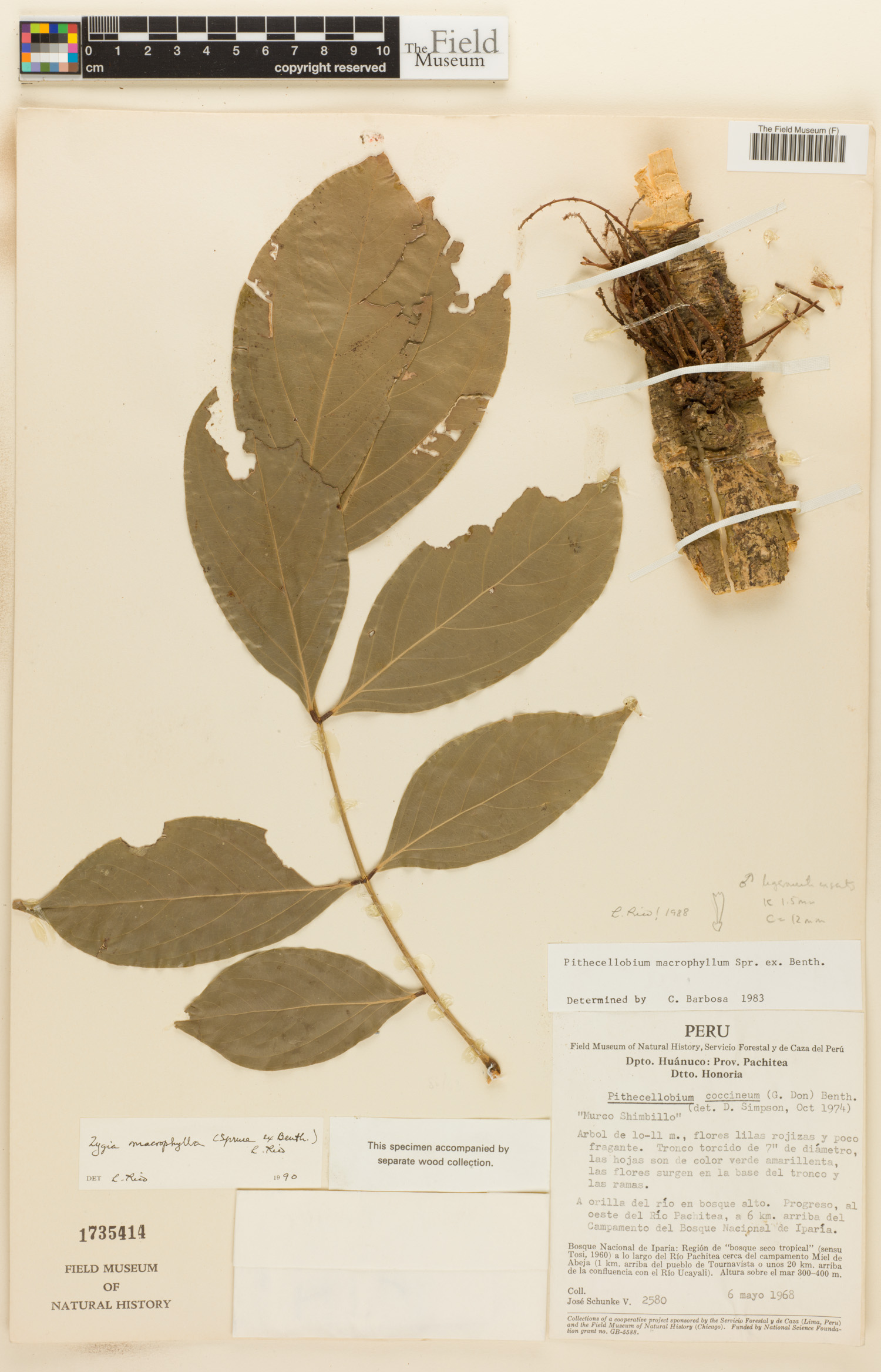 Zygia macrophylla image
