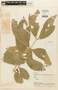 Zygia obolingoides image