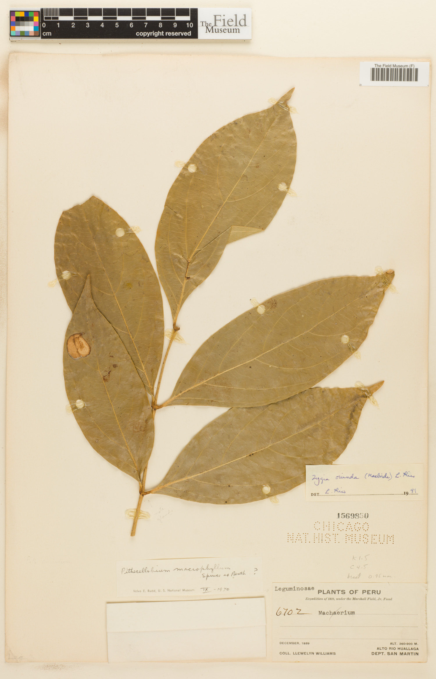 Zygia oriunda image