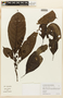 Psychotria vellerea image