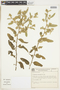 Waltheria ferruginea image