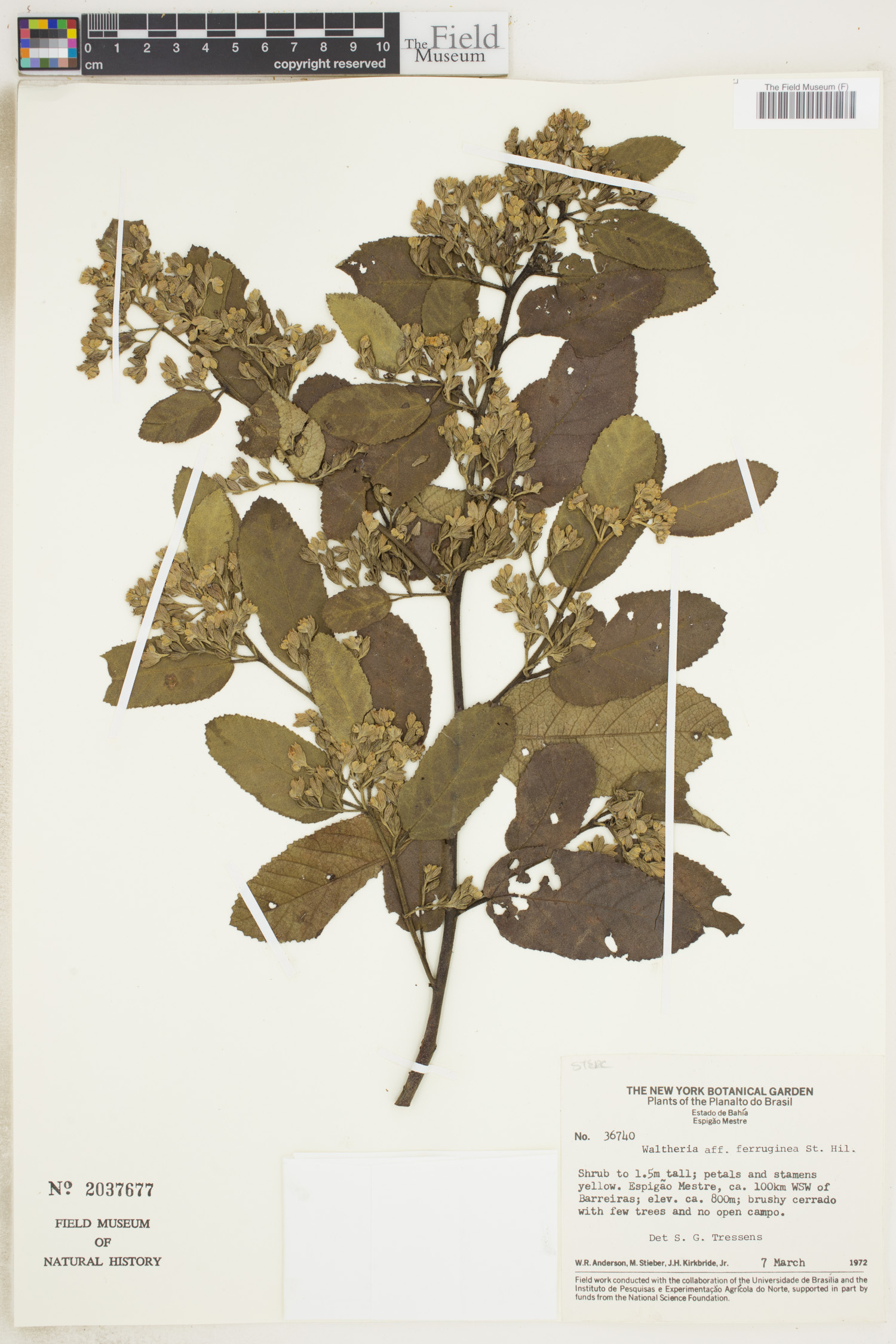 Waltheria ferruginea image