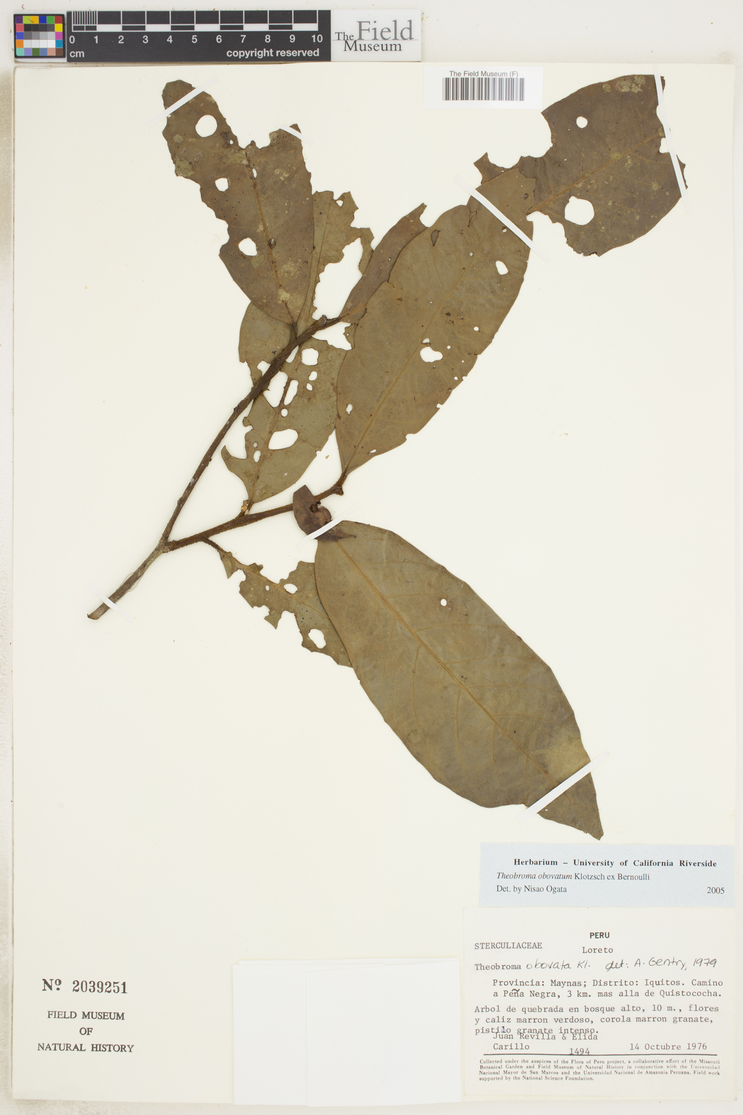 Theobroma obovatum image