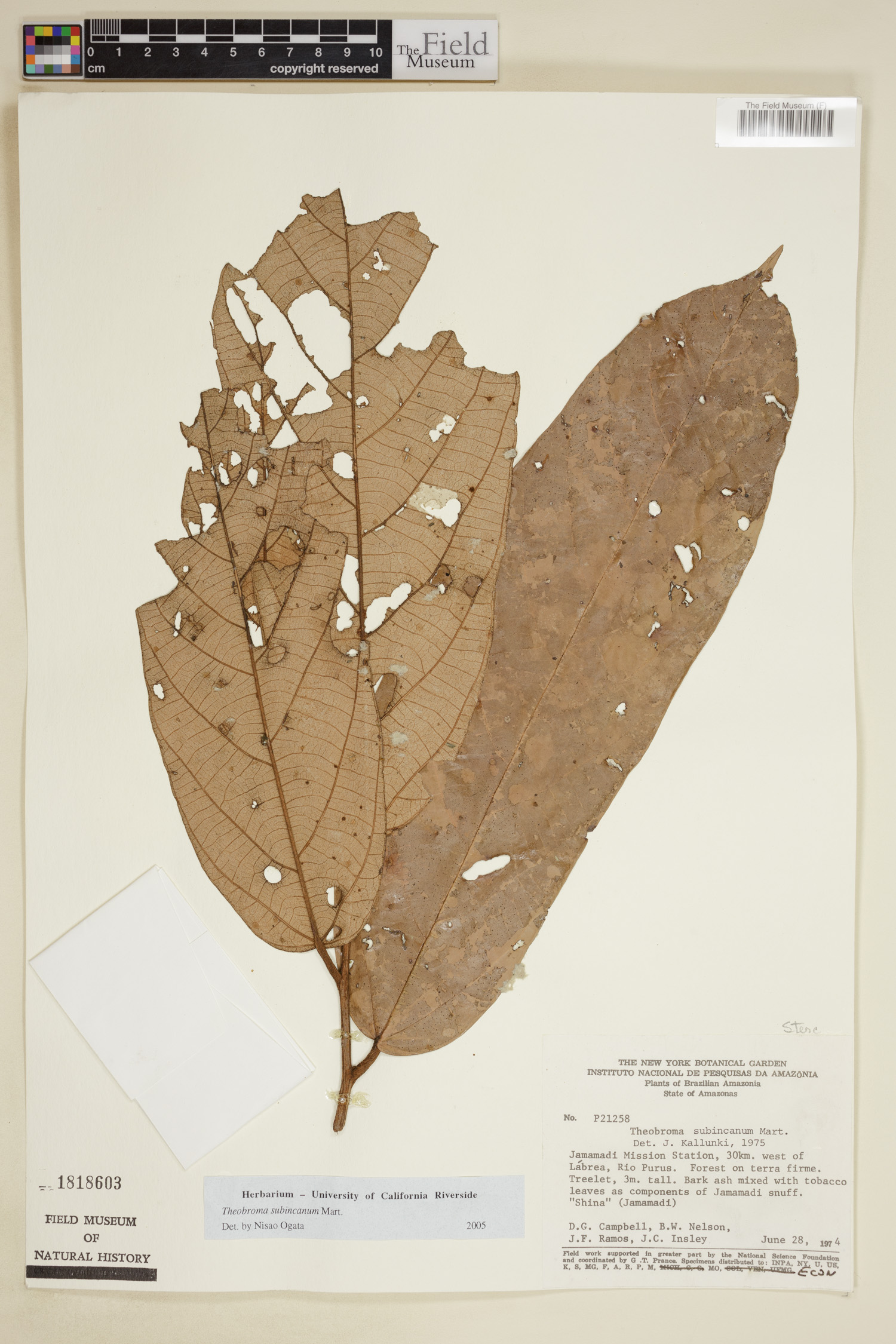 Theobroma subincanum image