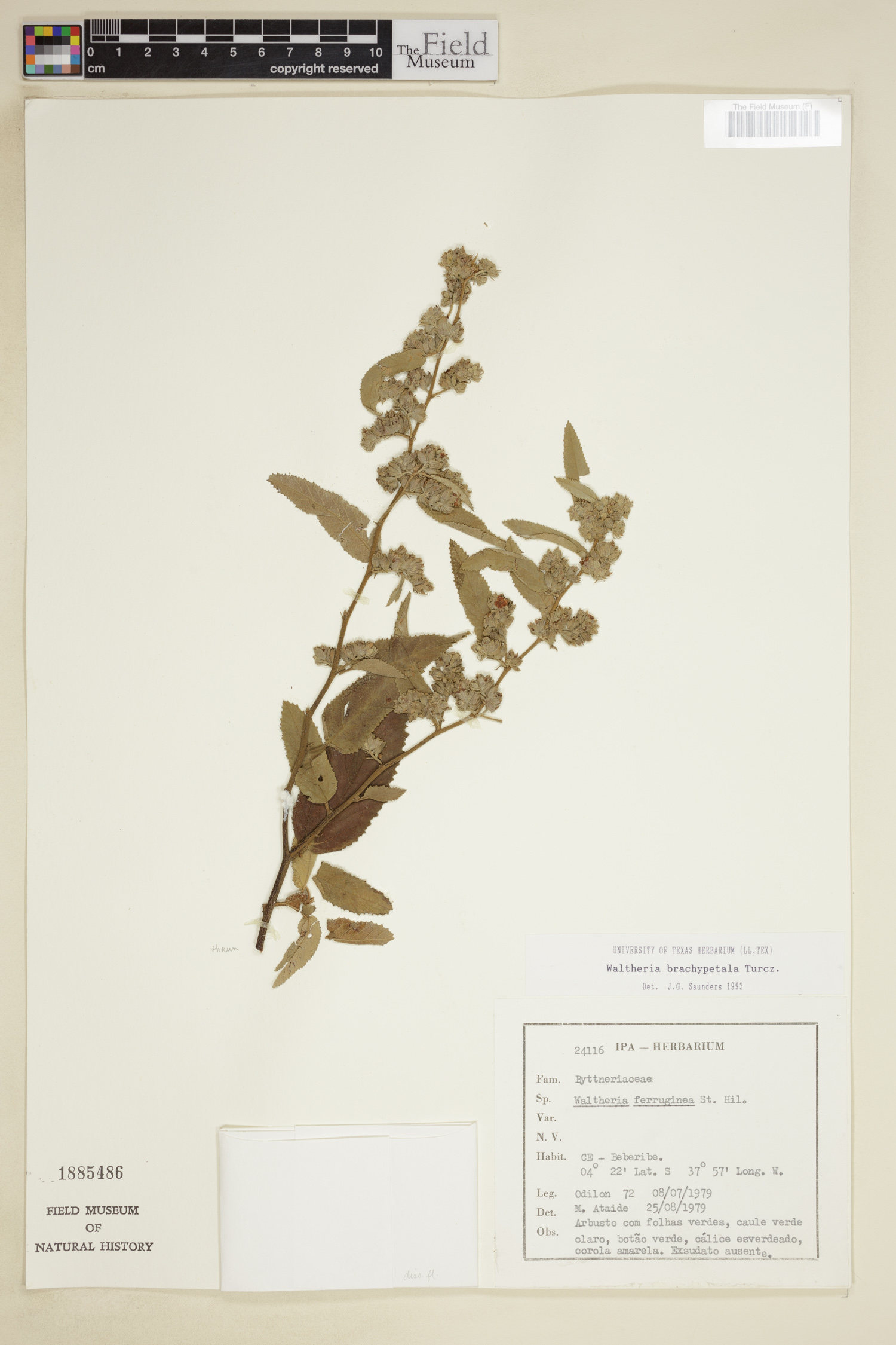 Waltheria brachypetala image
