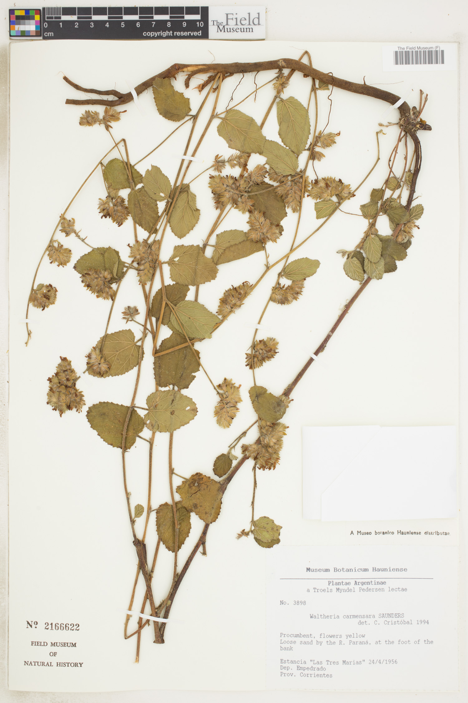 Waltheria carmensarae image