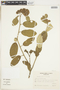 Waltheria carpinifolia image