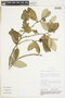 Waltheria carpinifolia image
