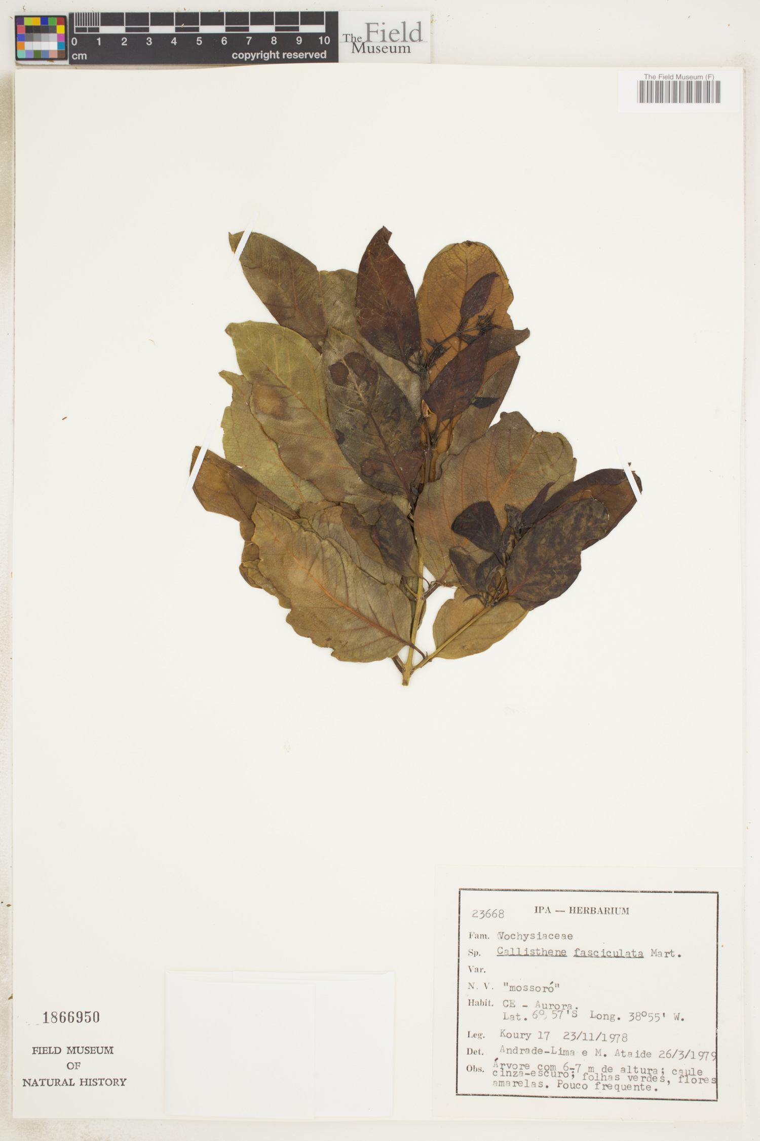 Callisthene fasciculata