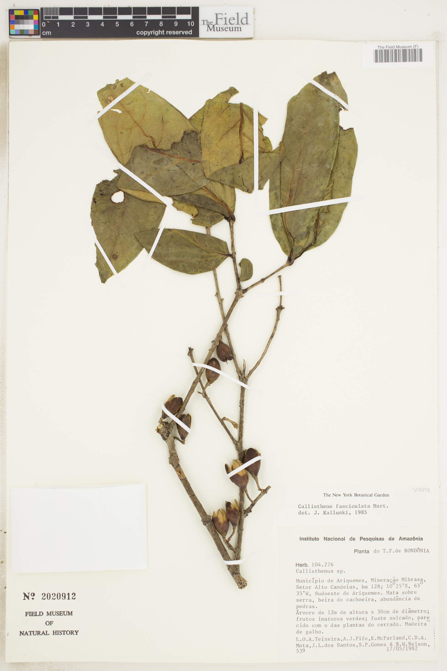 Callisthene fasciculata image