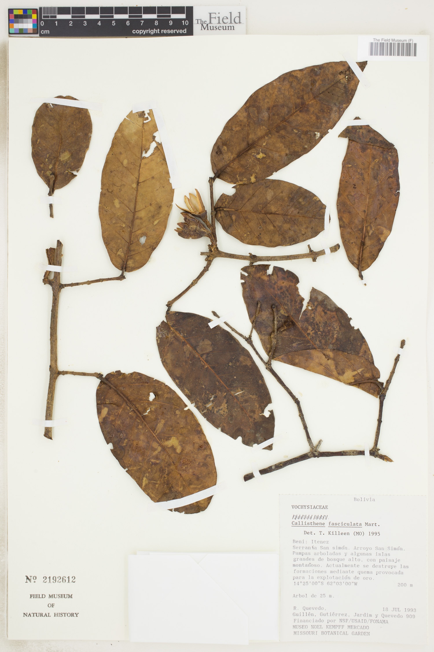 Callisthene fasciculata image
