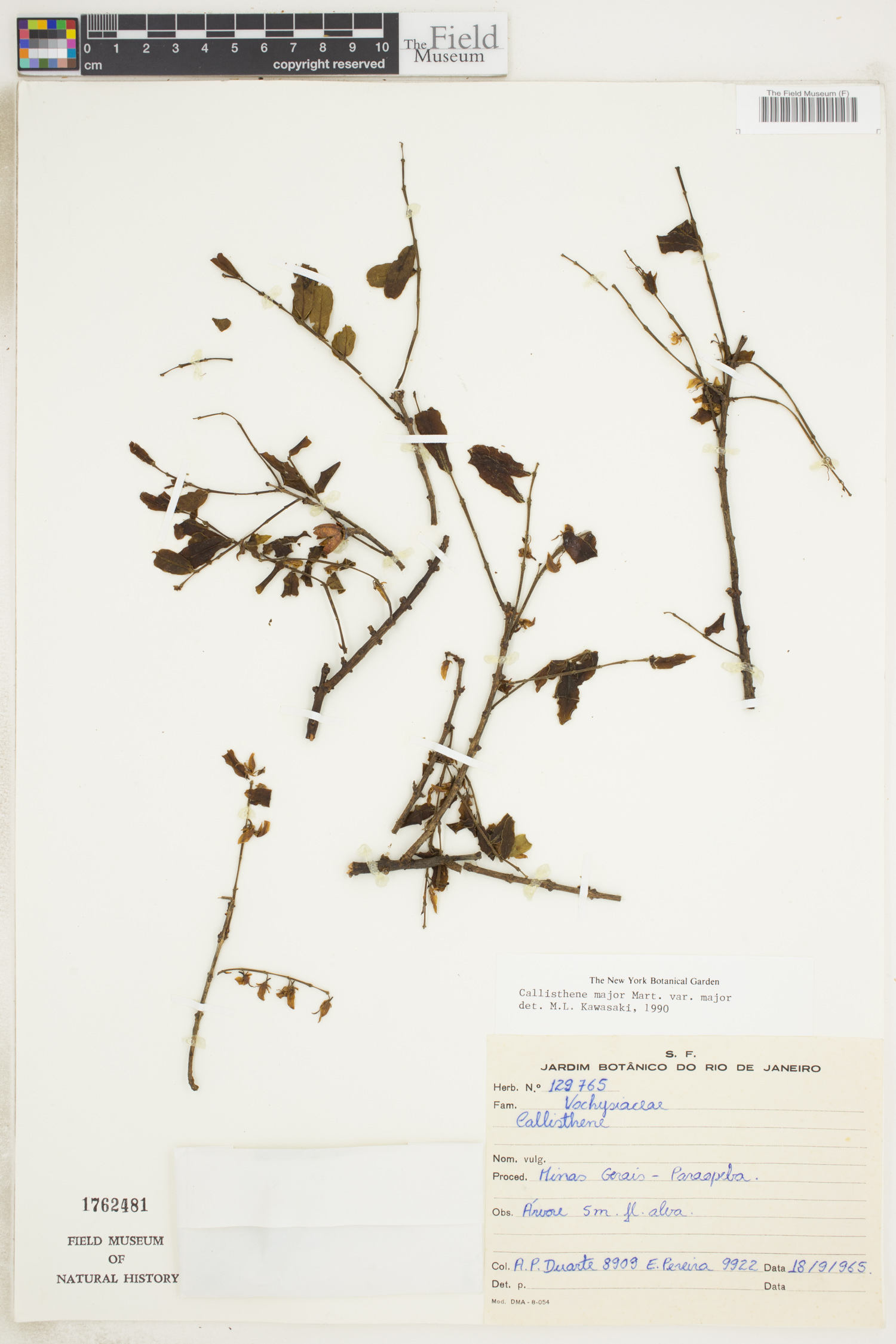 Callisthene major image