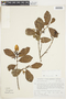 Qualea albiflora image