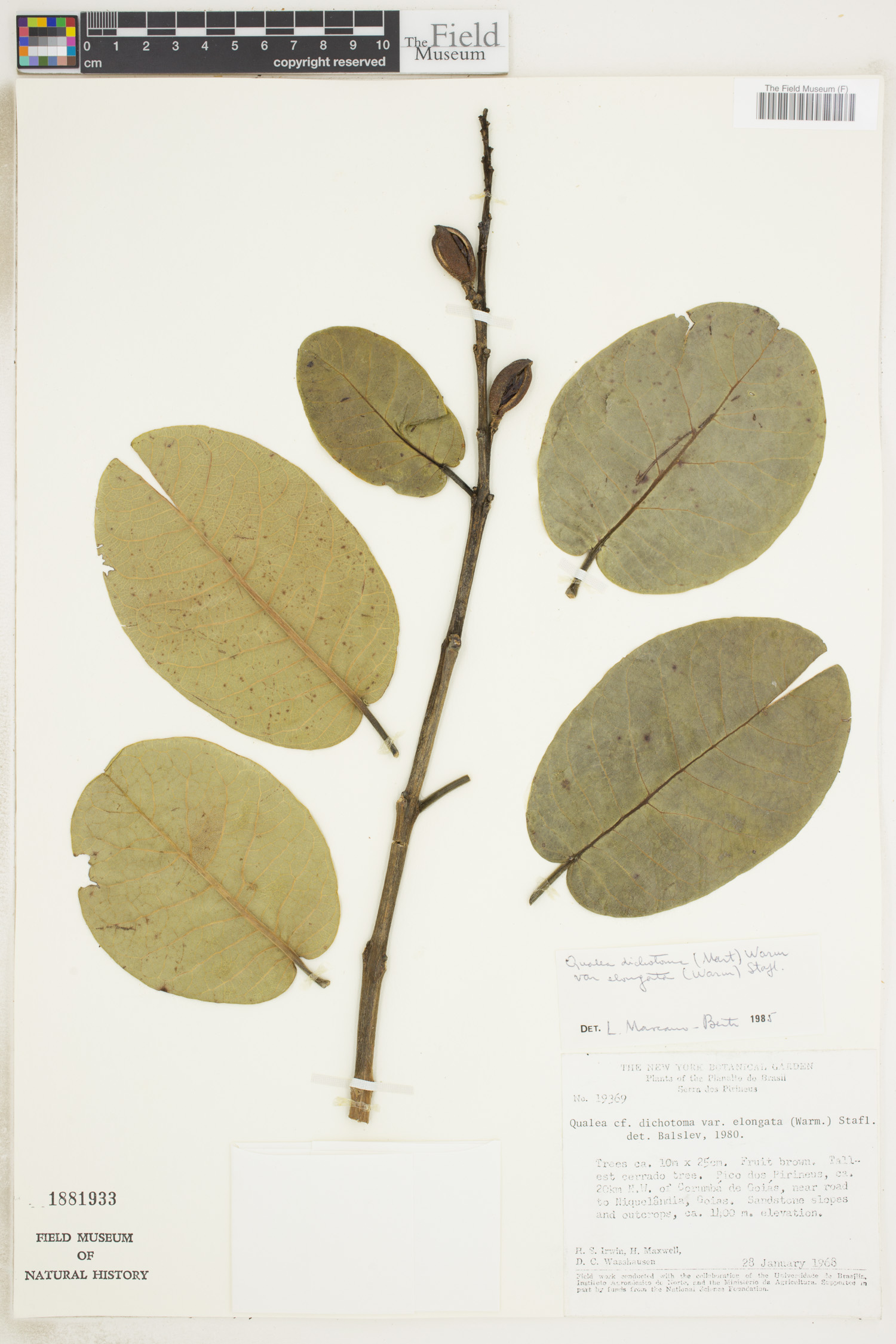 Qualea cordata var. elongata image
