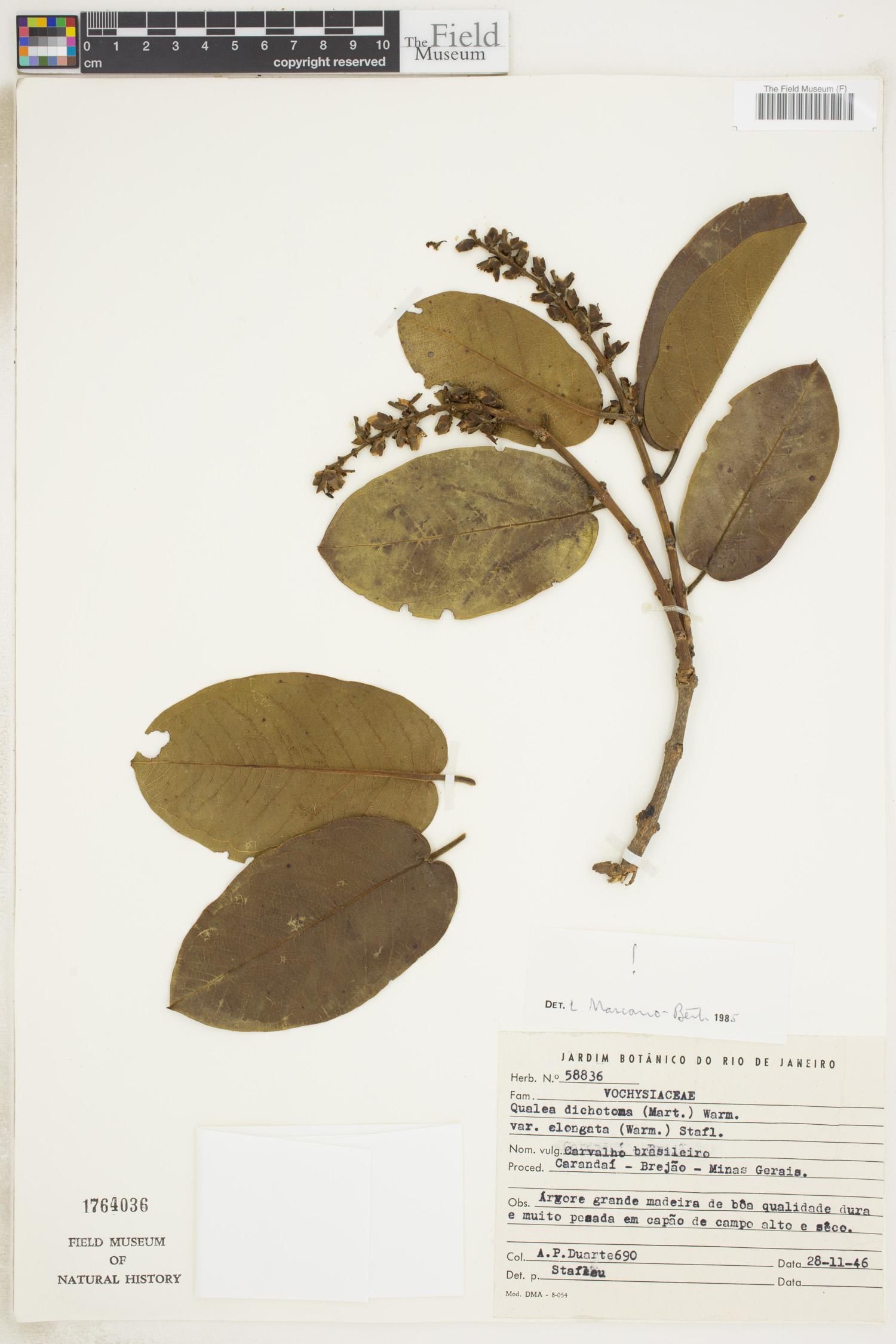 Qualea cordata var. elongata image