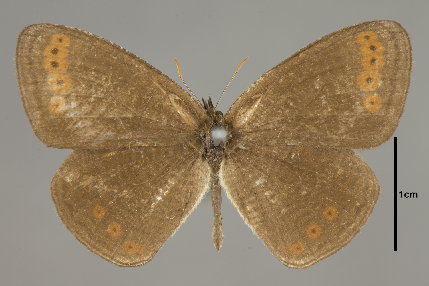 Physcaeneura panda