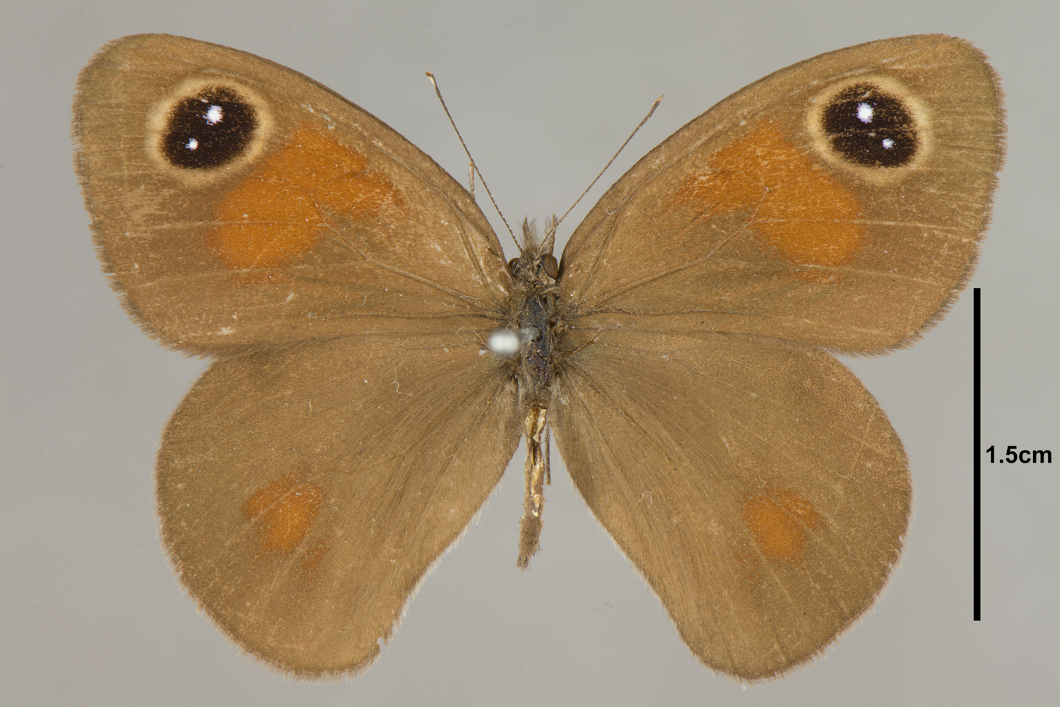 Pseudonympha hippia