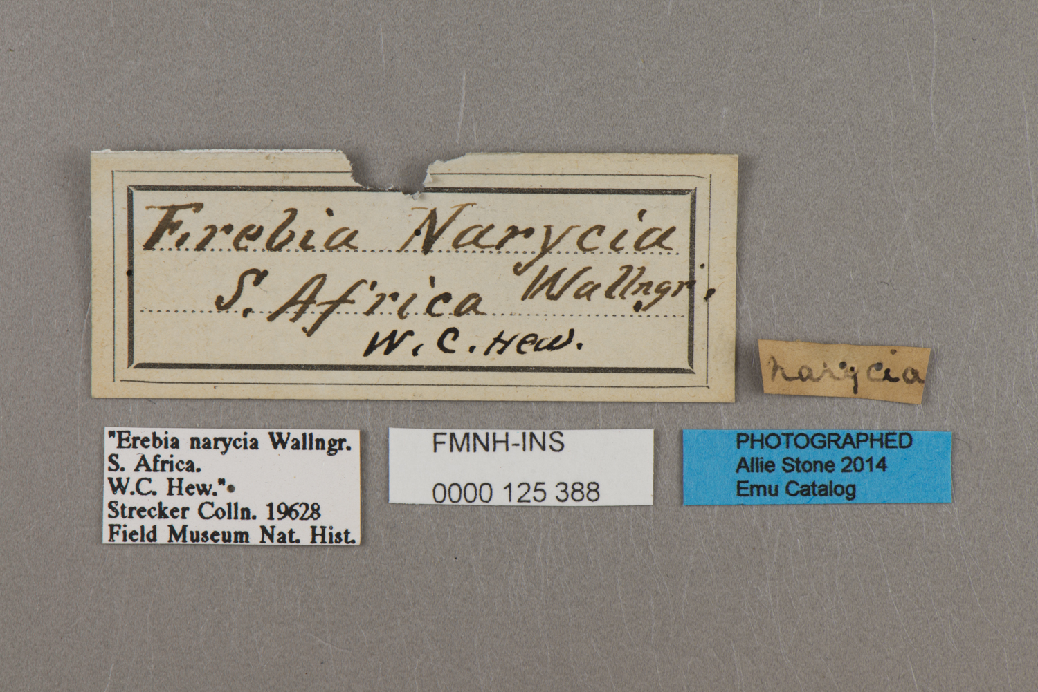 Pseudonympha narycia