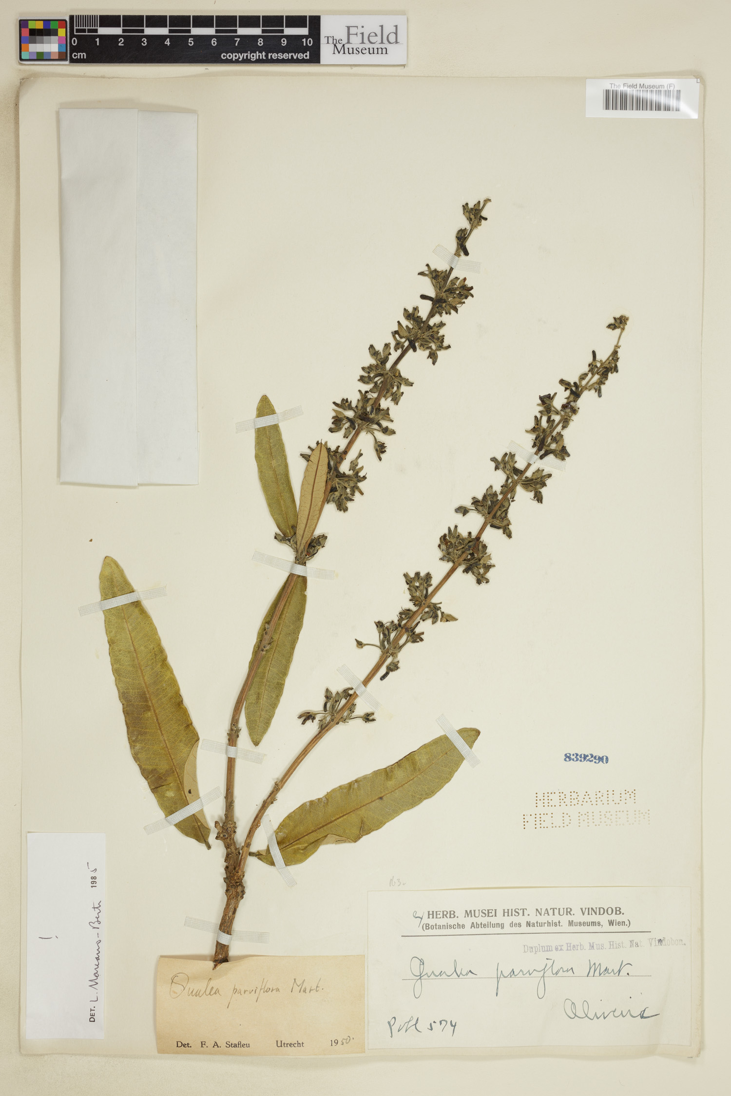 Qualea parviflora
