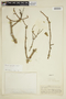 Qualea parviflora image