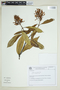 Vochysia acuminata image