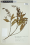 Vochysia acuminata image