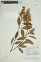 Vochysia bifalcata image