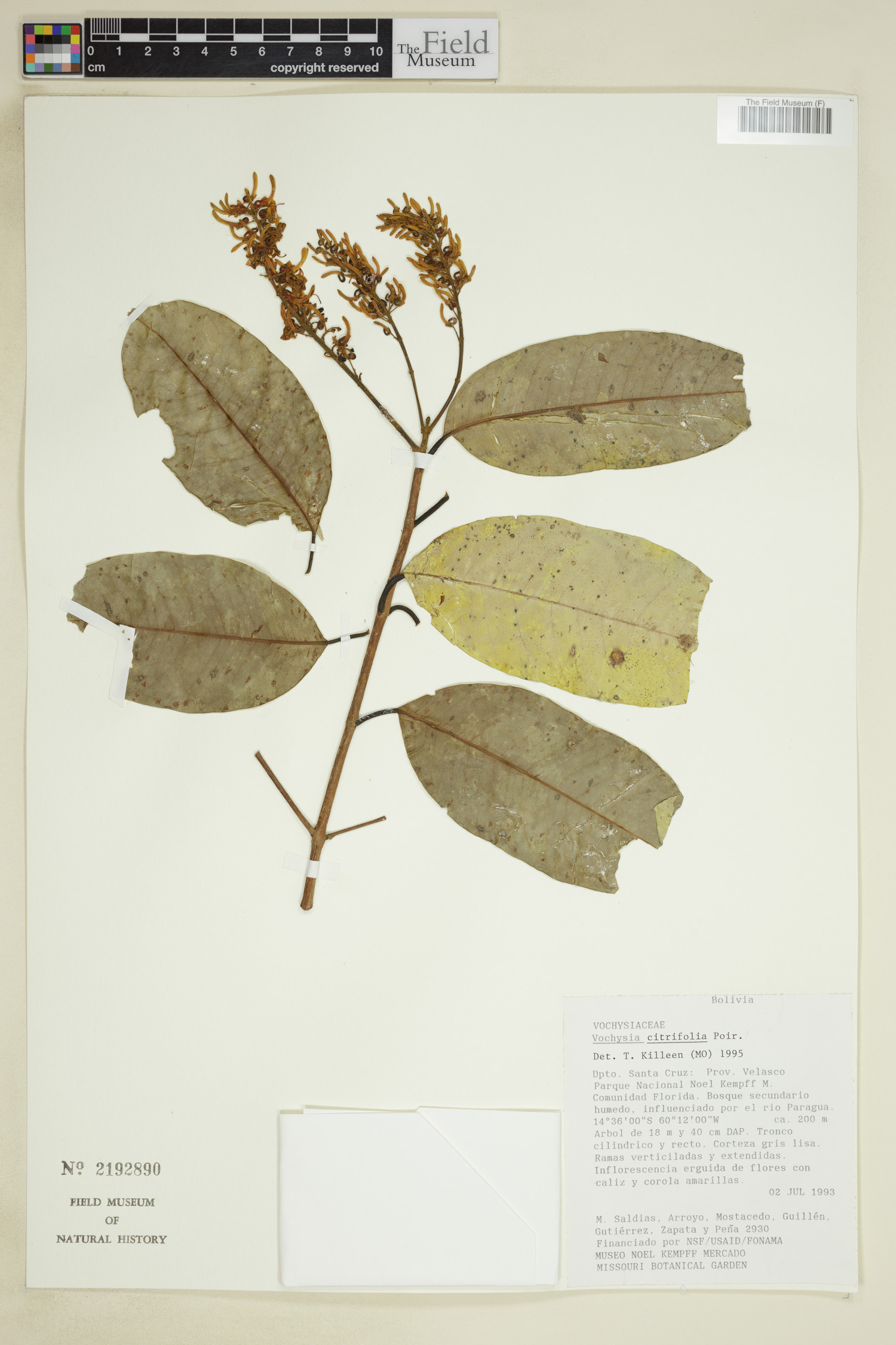 Vochysia citrifolia image