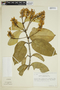 Vochysia crassifolia image