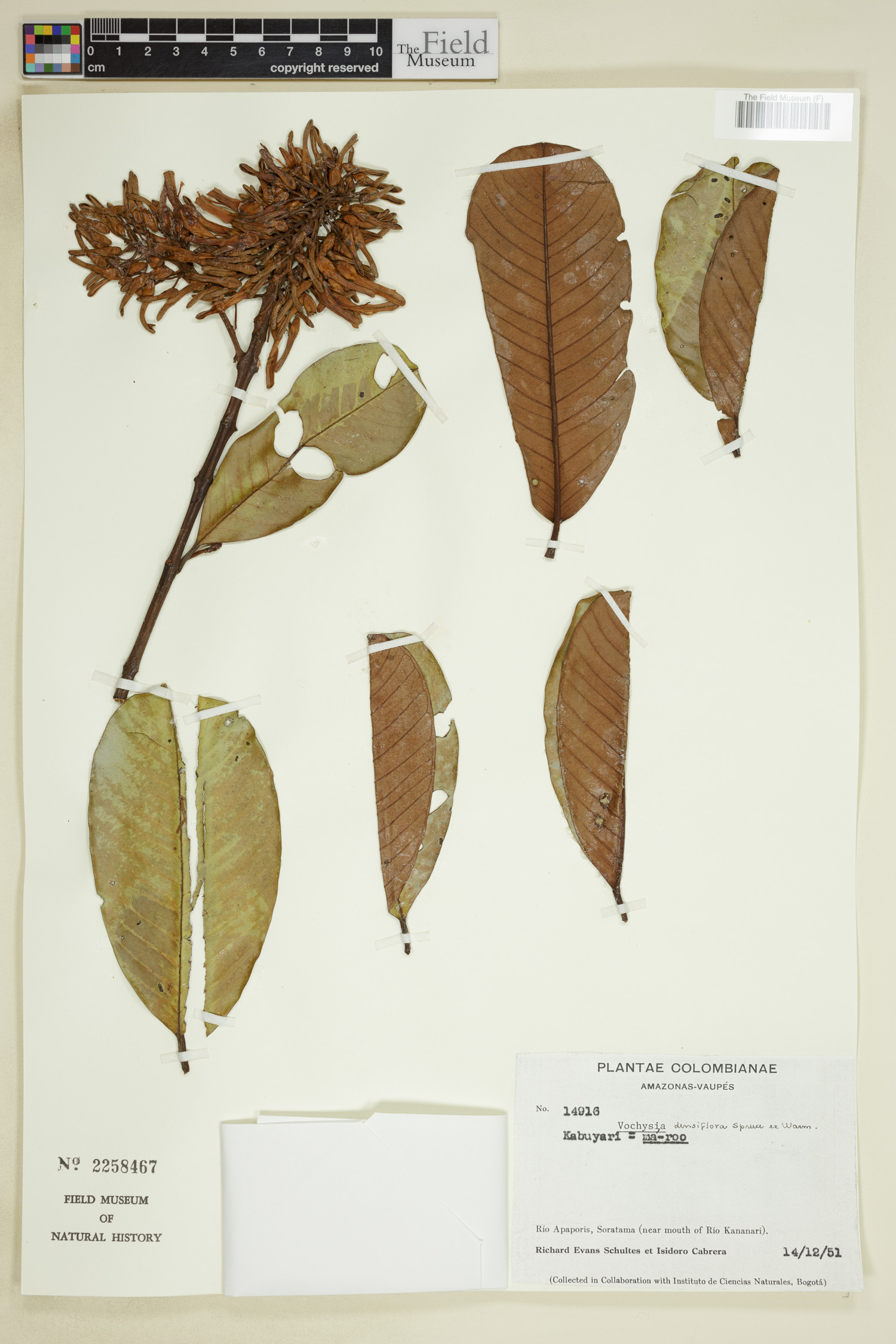 Vochysia densiflora image