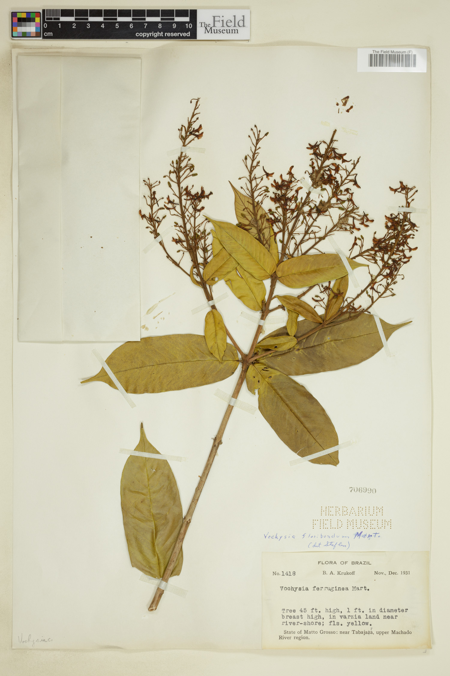 Vochysia floribunda image