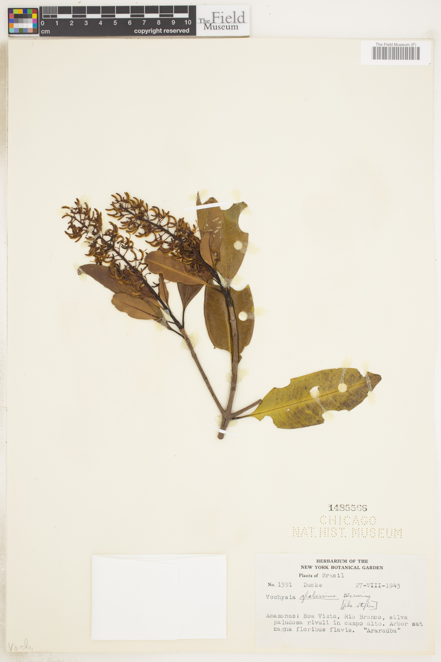 Vochysia glaberrima image