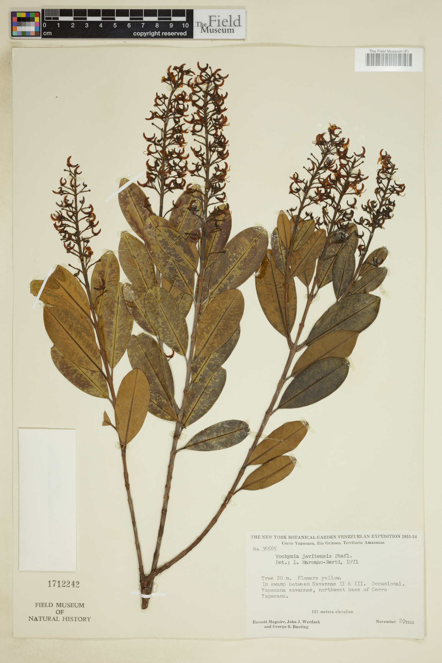 Vochysia angustifolia image