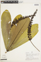 Vochysia lomatophylla image